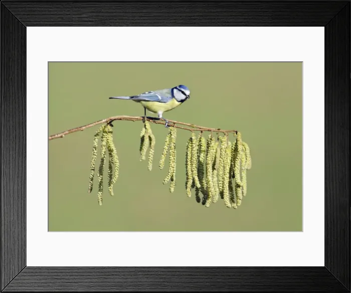 Framed Print : Blue Tit - on flowering hazel branch, Lower Saxony, Germany Framed Print : Blue Tit - on flowering hazel branch, Lower Saxony, Germany