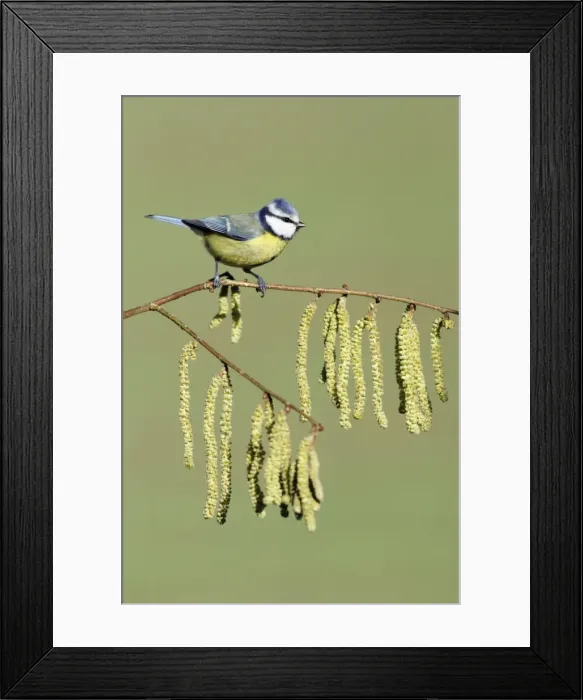 Framed Print : Blue Tit - on flowering hazel branch, Lower Saxony, Germany Framed Print : Blue Tit - on flowering hazel branch, Lower Saxony, Germany