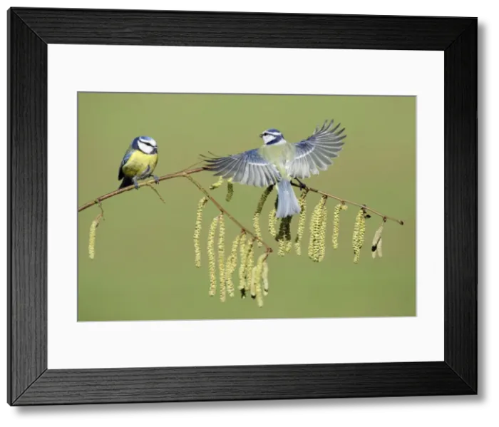 Framed Print : Blue Tit - 2 birds on flowering hazel branch, Lower Saxony, Germany Framed Print : Blue Tit - 2 birds on flowering hazel branch, Lower Saxony, Germany