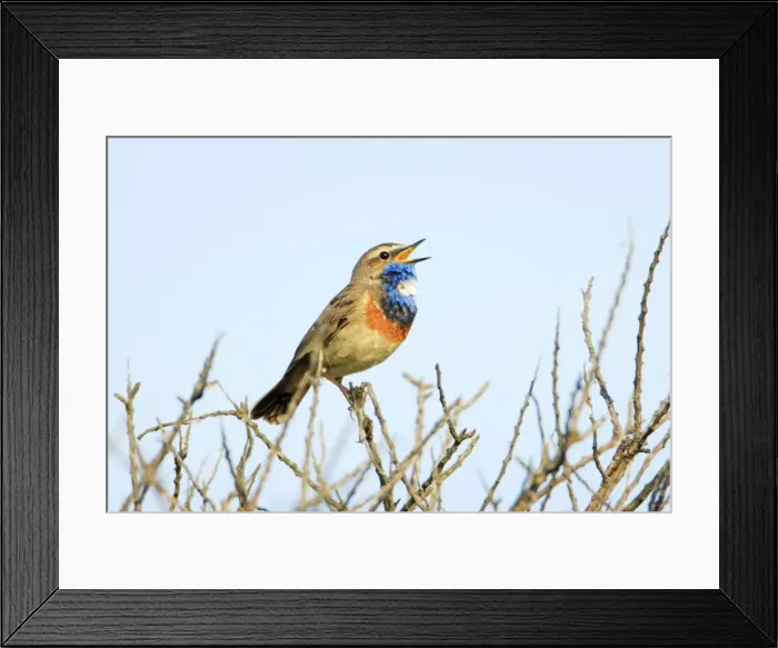 Framed Print : Bluethroat - male, white spotted variety, singing, Texel, Holland Framed Print : Bluethroat - male, white spotted variety, singing, Texel, Holland