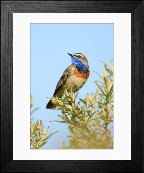 Framed Print : Bluethroat - male, white spotted variety, Texel, Holland Framed Print : Bluethroat - male, white spotted variety, Texel, Holland
