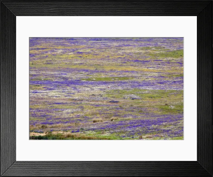 Framed Print : Great Bustard lek - amongst wild flowers, Alentejo, Portugal Framed Print : Great Bustard lek - amongst wild flowers, Alentejo, Portugal