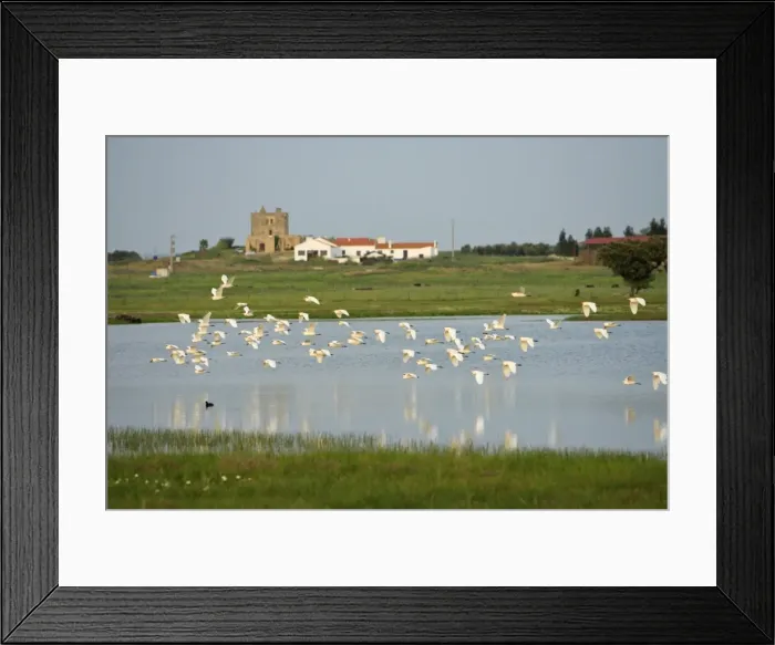 Framed Print : Cattle Egret - flock flying over ranch lake, Alentejo, Portugal Framed Print : Cattle Egret - flock flying over ranch lake, Alentejo, Portugal
