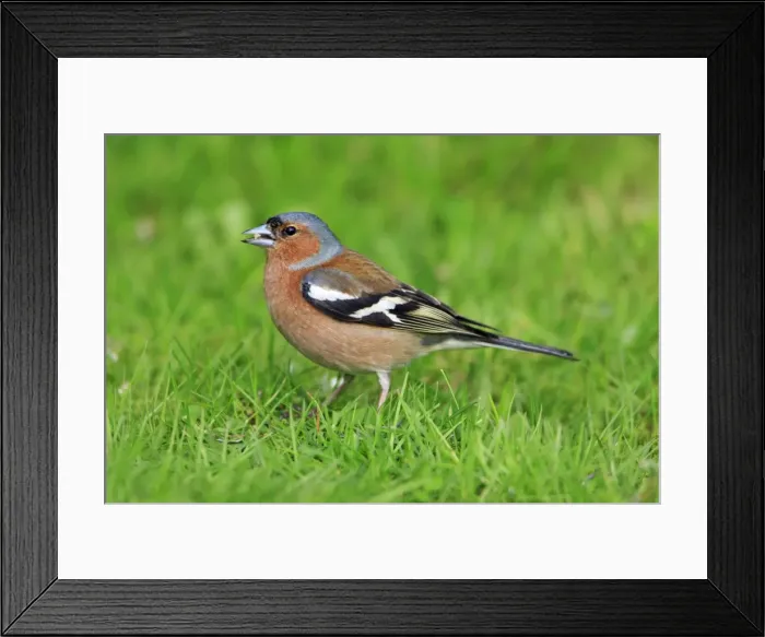 Framed Print : Chaffinch - male, feeding on lawn, Lower Saxony, Germany