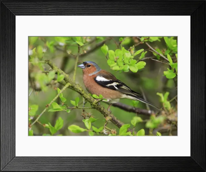 Framed Print : Chaffinch - male, in garden hedge, Lower Saxony, Germany Framed Print : Chaffinch - male, in garden hedge, Lower Saxony, Germany