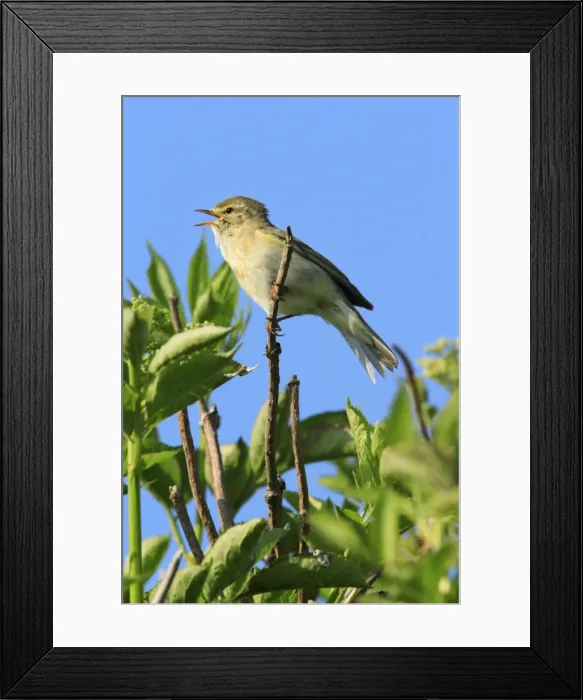 Framed Print : Chiffchaff - male, singing from bush, Texel, Holland Framed Print : Chiffchaff - male, singing from bush, Texel, Holland