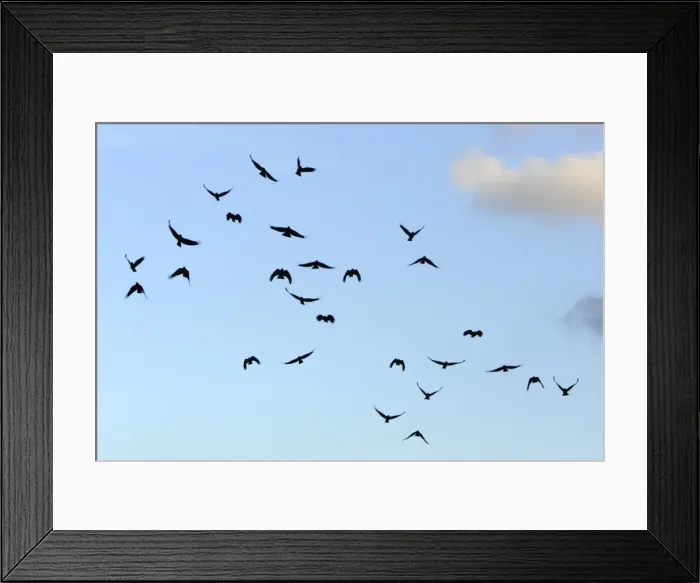 Framed Print : Chough - flock in flight, Andalucia, Spain Framed Print : Chough - flock in flight, Andalucia, Spain