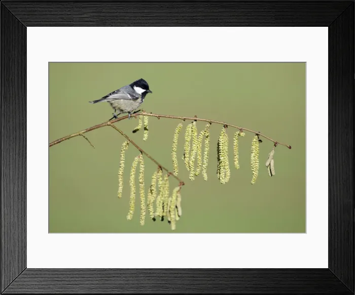 Framed Print : Cole Tit - on flowering hazel branch, Lower Saxony, Germany Framed Print : Cole Tit - on flowering hazel branch, Lower Saxony, Germany