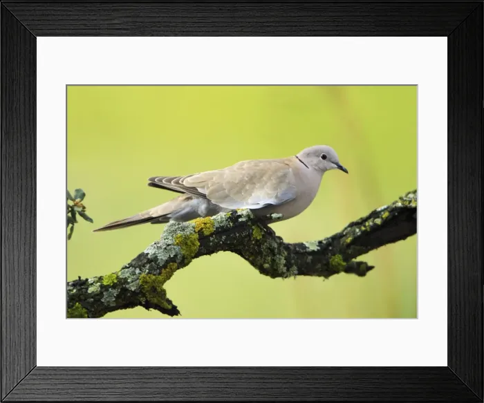 Framed Print : Collard Dove - on cork oak branch, Alentejo, Portugal Framed Print : Collard Dove - on cork oak branch, Alentejo, Portugal