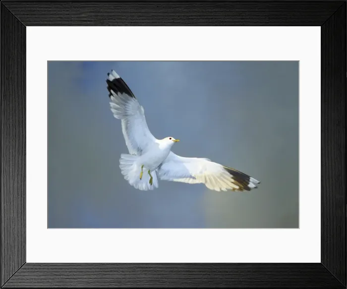 Framed Print : Common Gull - in flight, Texel, Holland