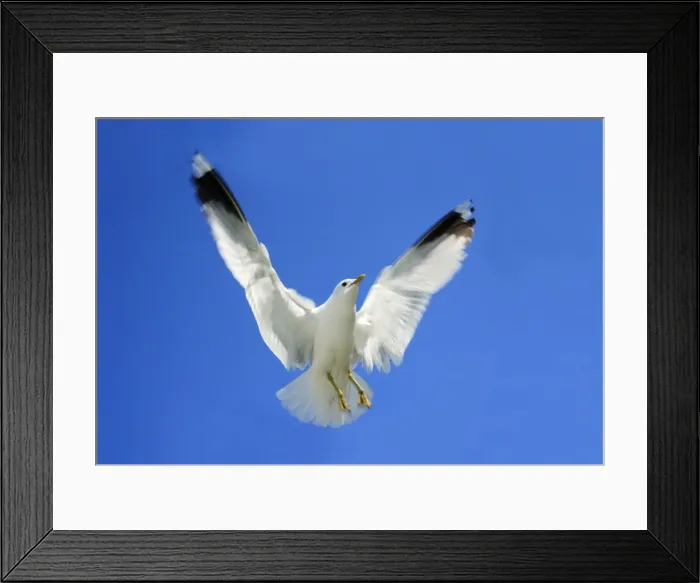 Framed Print : Common Gull - in flight, Texel, Holland Framed Print : Common Gull - in flight, Texel, Holland