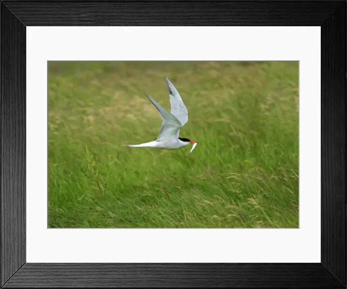 Framed Print : Common Tern - in flight, with fish in beak, Texel, Holland Framed Print : Common Tern - in flight, with fish in beak, Texel, Holland