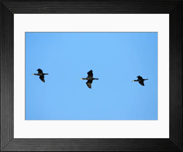 Framed Print : Cormorant - 3 birds in flight, Texel, Holland Framed Print : Cormorant - 3 birds in flight, Texel, Holland