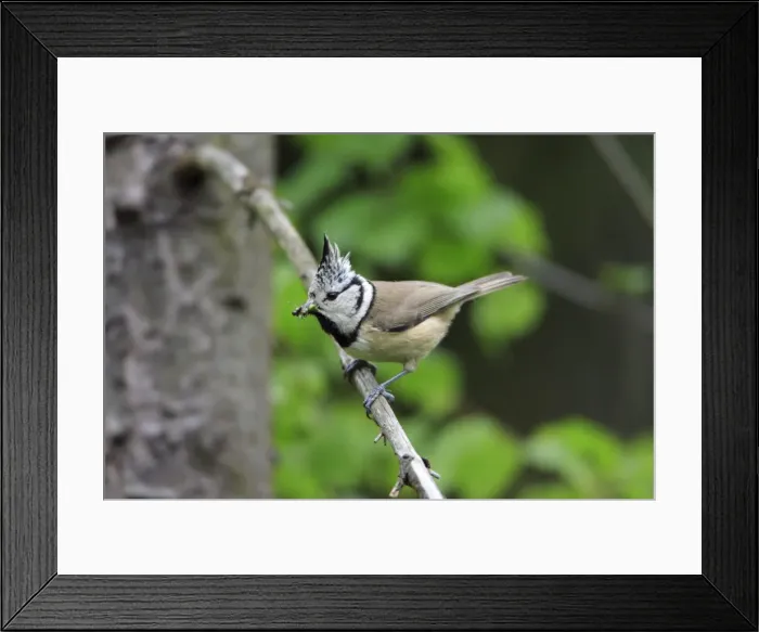 Framed Print : Crested Tit - with food in beak, Lower Saxony, Germany