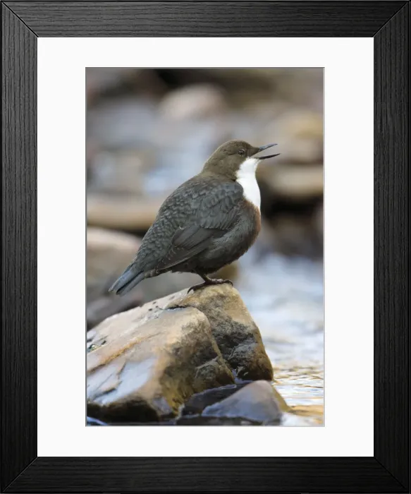 Framed Print : Dipper - singing from rock in stream, Lower Saxony, Germany Framed Print : Dipper - singing from rock in stream, Lower Saxony, Germany