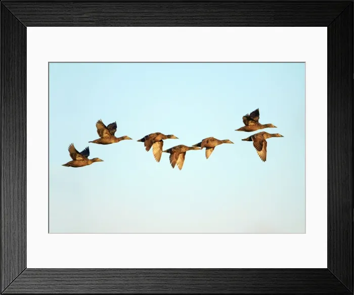Framed Print : Eider - 7 ducks in flight, Texel, Holland Framed Print : Eider - 7 ducks in flight, Texel, Holland