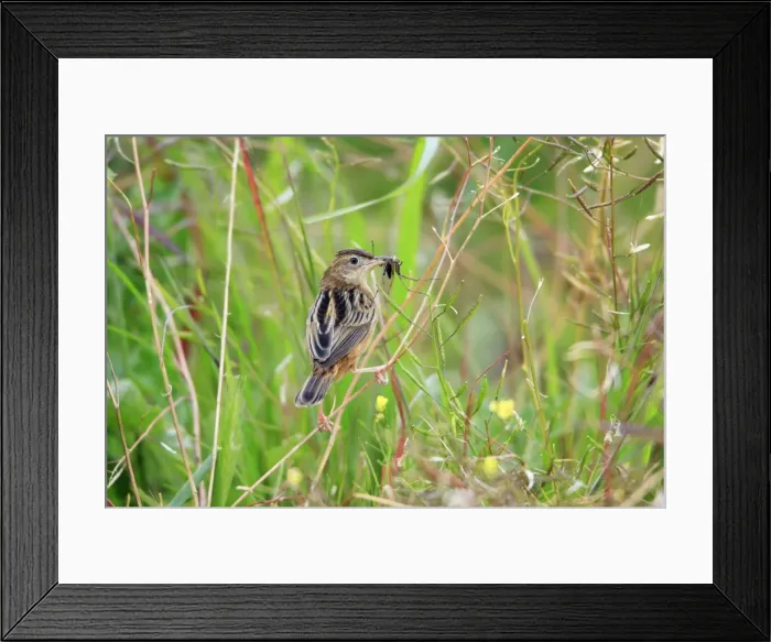 Framed Print : Fan-tailed Warbler - with food in beak, Alentejo, Portugal Framed Print : Fan-tailed Warbler - with food in beak, Alentejo, Portugal