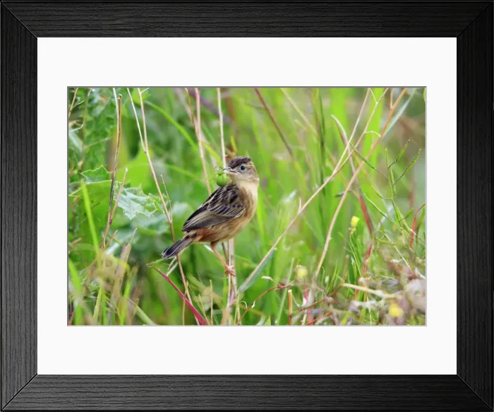 Framed Print : Fan-tailed Warbler - with food in beak, Alentejo, Portugal Framed Print : Fan-tailed Warbler - with food in beak, Alentejo, Portugal