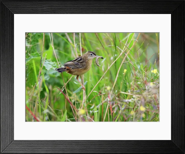 Framed Print : Fan-tailed Warbler - with food in beak, Alentejo, Portugal Framed Print : Fan-tailed Warbler - with food in beak, Alentejo, Portugal
