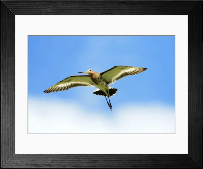 Framed Print : Black-tailed Godwit - male in flight, Texel, Holland Framed Print : Black-tailed Godwit - male in flight, Texel, Holland