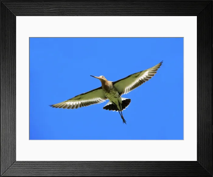 Framed Print : Black-tailed Godwit - male in flight, Texel, Holland Framed Print : Black-tailed Godwit - male in flight, Texel, Holland