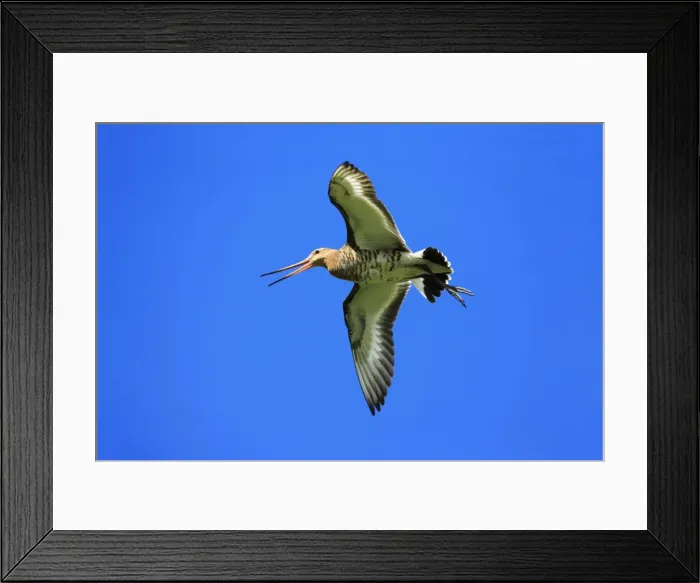 Framed Print : Black-tailed Godwit - male in flight, calling, Texel, Holland Framed Print : Black-tailed Godwit - male in flight, calling, Texel, Holland