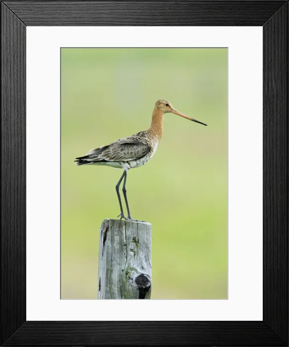 Framed Print : Black-tailed Godwit - female on alert from post, Texel, Holland Framed Print : Black-tailed Godwit - female on alert from post, Texel, Holland