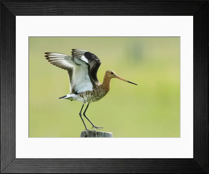 Framed Print : Black-tailed Godwit - female landing on post, Texel, Holland