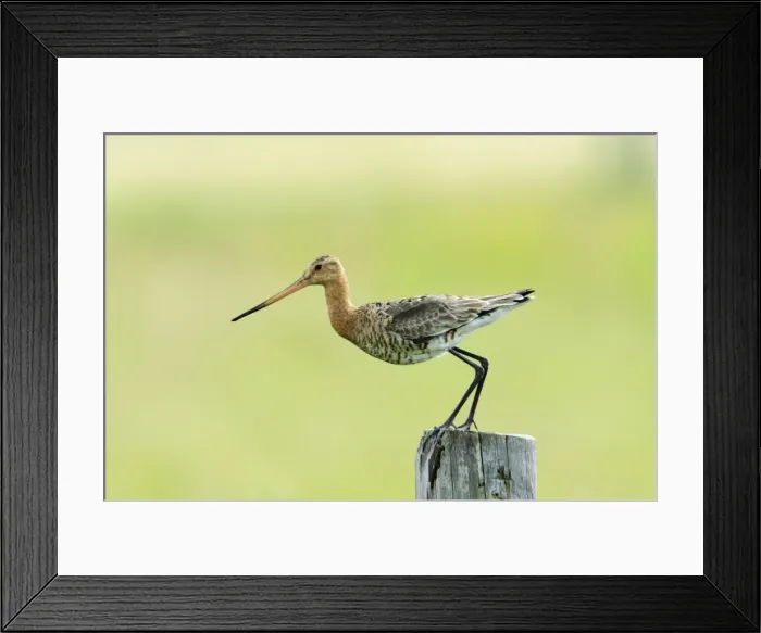 Framed Print : Black-tailed Godwit - female taking off from post, Texel, Holland