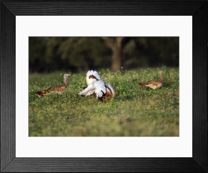Framed Print : Great Bustard - male displaying to 2 females, Alentejo, Portugal