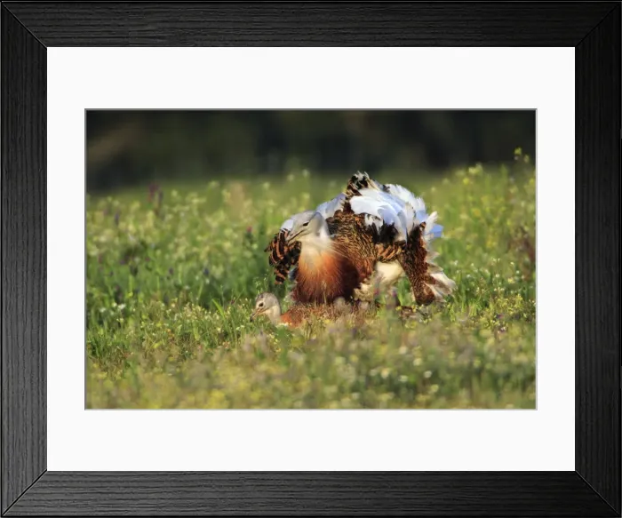 Framed Print : Great Bustard - pair copulating, Alentejo, Portugal Framed Print : Great Bustard - pair copulating, Alentejo, Portugal