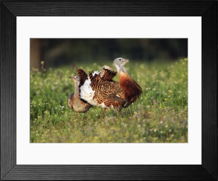 Framed Print : Great Bustard - male displaying to female, Alentejo, Portugal Framed Print : Great Bustard - male displaying to female, Alentejo, Portugal