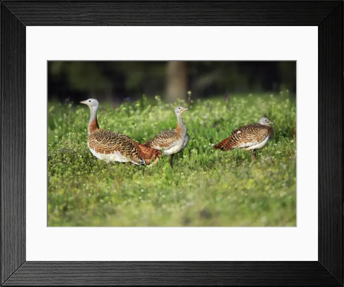 Framed Print : Great Bustard - 3 females on meadow, Alentejo, Portugal Framed Print : Great Bustard - 3 females on meadow, Alentejo, Portugal