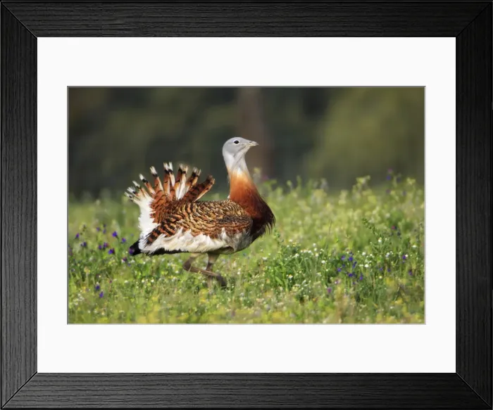 Framed Print : Great Bustard - male displaying, Alentejo, Portugal Framed Print : Great Bustard - male displaying, Alentejo, Portugal