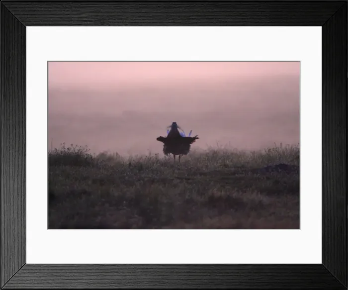 Framed Print : Great Bustard - male displaying at dawn, Alentejo, Portugal Framed Print : Great Bustard - male displaying at dawn, Alentejo, Portugal