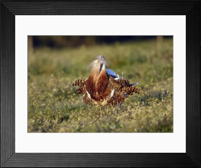 Framed Print : Great Bustard - male displaying, Alentejo, Portugal Framed Print : Great Bustard - male displaying, Alentejo, Portugal