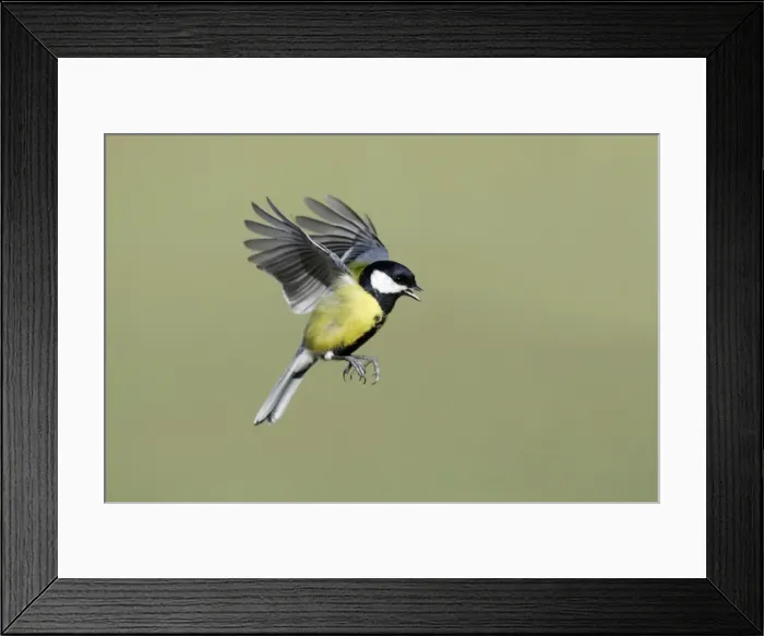 Framed Print : Great Tit - in flight, Lower Saxony, Germany Framed Print : Great Tit - in flight, Lower Saxony, Germany
