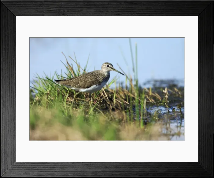 Framed Print : Green Sandpiper - at lake edge, Alentejo, Portugal