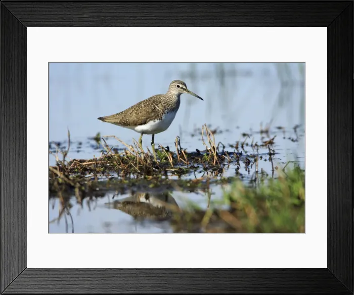 Framed Print : Green Sandpiper - at lake edge, Alentejo, Portugal