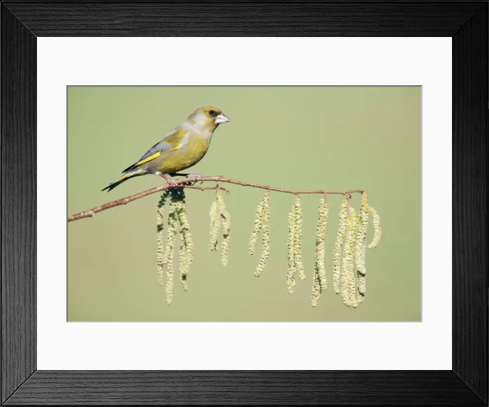 Framed Print : Greenfinch - sitting on flowering, hazel branch, Lower Saxony, Germany Framed Print : Greenfinch - sitting on flowering, hazel branch, Lower Saxony, Germany