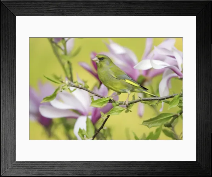 Framed Print : Greenfinch - sitting in Magnolia bush, Lower Saxony, Germany Framed Print : Greenfinch - sitting in Magnolia bush, Lower Saxony, Germany