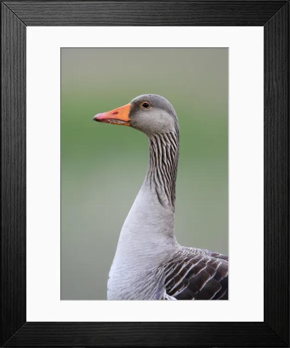 Framed Print : Greylag Goose - portrait of Gander, Texel, Holland Framed Print : Greylag Goose - portrait of Gander, Texel, Holland