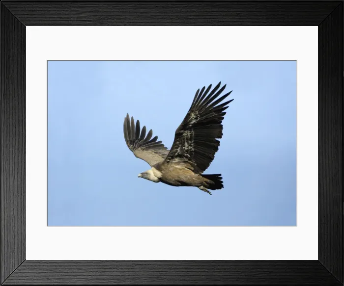 Framed Print : Griffon Vulture - in flight, Grazalema National Park, Andalucia, Spain Framed Print : Griffon Vulture - in flight, Grazalema National Park, Andalucia, Spain