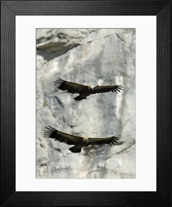 Framed Print : Griffon Vulture - 2 birds in flight, Grazalema National Park, Andalucia, Spain Framed Print : Griffon Vulture - 2 birds in flight, Grazalema National Park, Andalucia, Spain