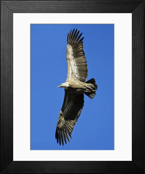 Framed Print : Griffon Vulture - in flight, Grazalema National Park, Andalucia, Spain Framed Print : Griffon Vulture - in flight, Grazalema National Park, Andalucia, Spain