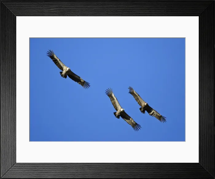 Framed Print : Griffon Vulture - 3 birds in flight, Grazalema National Park, Andalucia, Spain Framed Print : Griffon Vulture - 3 birds in flight, Grazalema National Park, Andalucia, Spain