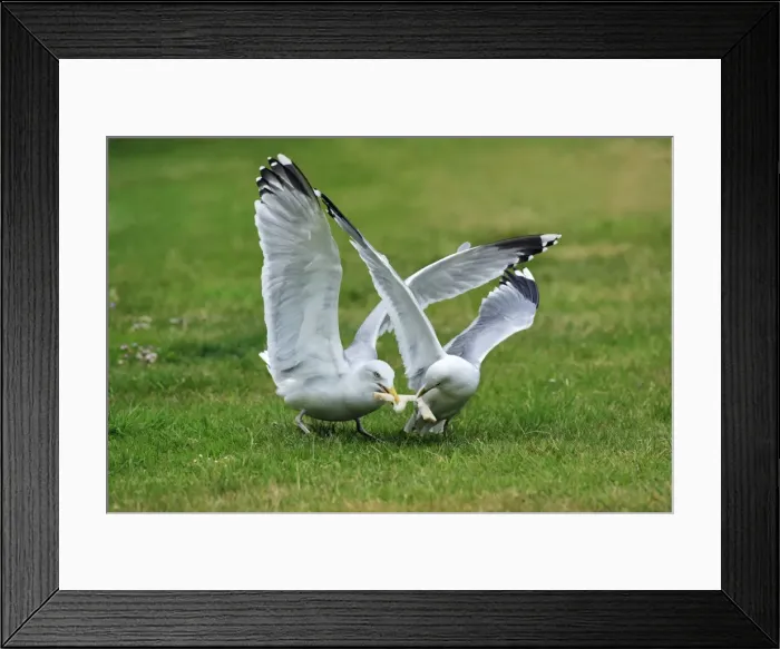 Framed Print : Herring Gull - squabbling with Common Gull (Larus canus) over bread, Texel, Holland Framed Print : Herring Gull - squabbling with Common Gull (Larus canus) over bread, Texel, Holland