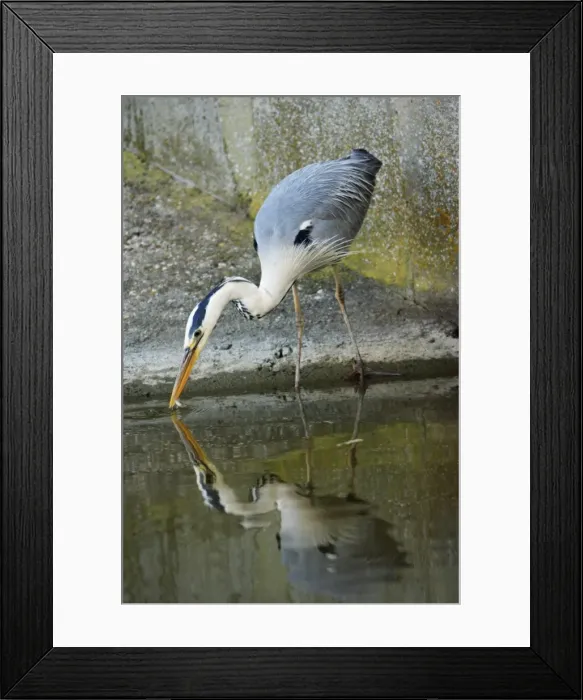 Framed Print : Grey Heron - catching fish, Texel, Holland Framed Print : Grey Heron - catching fish, Texel, Holland