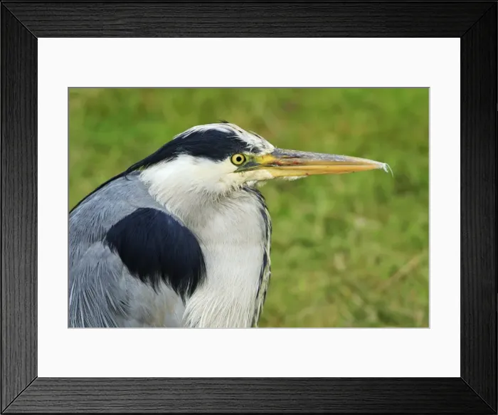Framed Print : Grey Heron - portrait of resting bird, Texel, Holland Framed Print : Grey Heron - portrait of resting bird, Texel, Holland