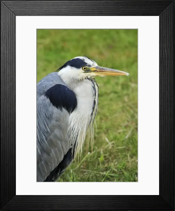 Framed Print : Grey Heron - portrait of resting bird, Texel, Holland Framed Print : Grey Heron - portrait of resting bird, Texel, Holland